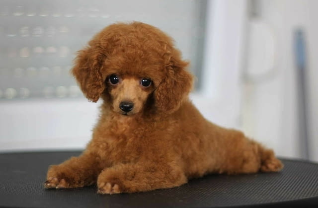 Продават се кученца Toy Poodle Пудел мини, Ваксинирано - Да, Обезпаразитено - Да - град Извън България | Кучета - снимка 1