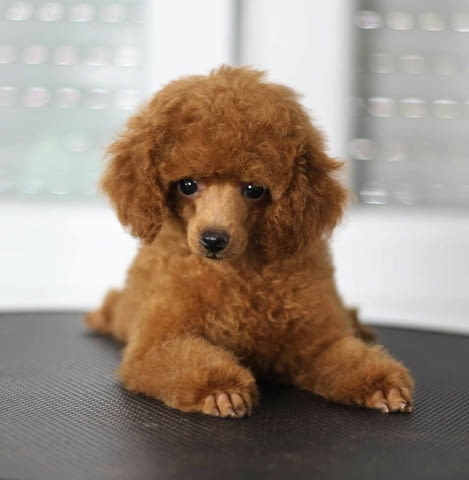 Продават се кученца Toy Poodle Пудел мини, Ваксинирано - Да, Обезпаразитено - Да - град Извън България | Кучета - снимка 2