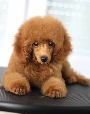 Продават се кученца Toy Poodle Пудел мини, Ваксинирано - Да, Обезпаразитено - Да - град Извън България | Кучета - снимка 3