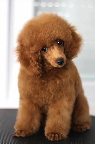 Продават се кученца Toy Poodle Пудел мини, Ваксинирано - Да, Обезпаразитено - Да - град Извън България | Кучета - снимка 4