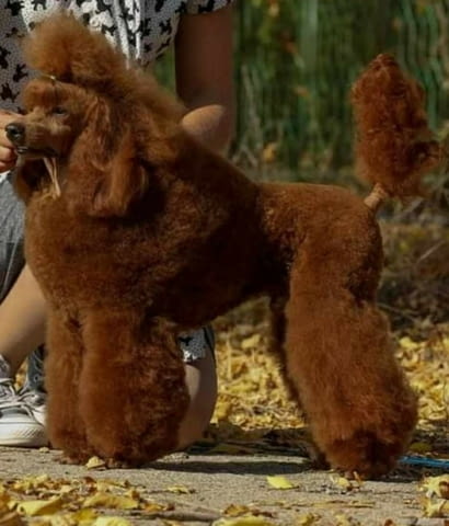 Продават се кученца Toy Poodle Пудел мини, Ваксинирано - Да, Обезпаразитено - Да - град Извън България | Кучета - снимка 5