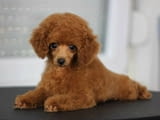 Продават се кученца Toy Poodle