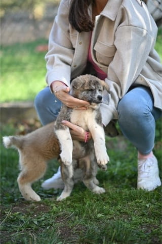 Японски кученца Акита Ину Ваксинирано - Да, Обезпаразитено - Да, С чип - Да - град Извън България | Кучета - снимка 5