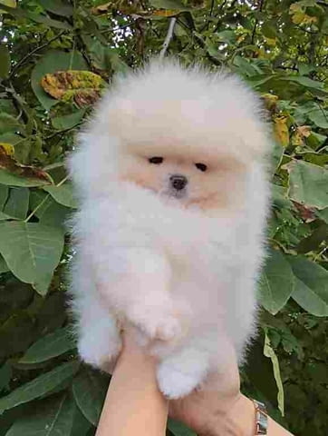 Sale of premium bear-type Pomeranians Померан (Малък английски шпиц), 3 месеца, Ваксинирано - Да - град София | Кучета - снимка 1