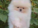 Sale of premium bear-type Pomeranians