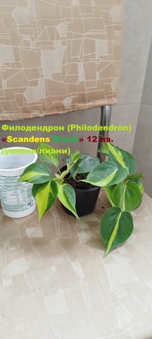 Филодендрон (Philodendron) / Сингониум (Syngonium) - Варна, city of Varna - снимка 4