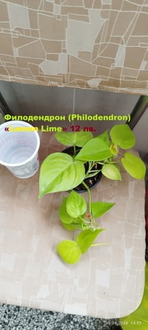 Филодендрон (Philodendron) / Сингониум (Syngonium) - Варна, city of Varna - снимка 6