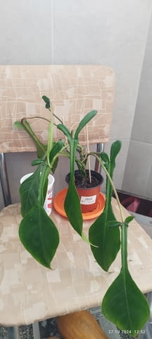 Филодендрон (Philodendron) / Сингониум (Syngonium) - Варна, city of Varna - снимка 7