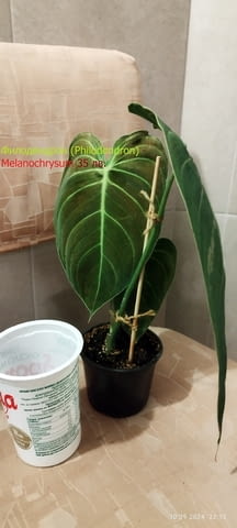 Филодендрон (Philodendron) / Сингониум (Syngonium) - Варна, city of Varna - снимка 10