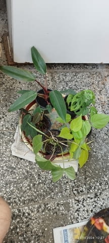 Филодендрон (Philodendron) / Сингониум (Syngonium) - Варна, city of Varna - снимка 12