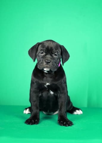 Кученца Cane Corso за продажба Канекорсо, Ваксинирано - Да, Обезпаразитено - Да - град Извън България | Кучета - снимка 1