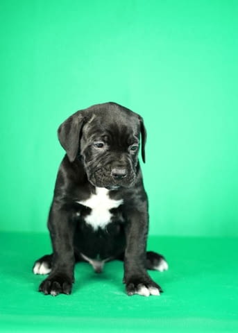 Кученца Cane Corso за продажба Канекорсо, Ваксинирано - Да, Обезпаразитено - Да - град Извън България | Кучета - снимка 5