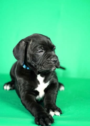 Кученца Cane Corso за продажба Канекорсо, Ваксинирано - Да, Обезпаразитено - Да - град Извън България | Кучета - снимка 6