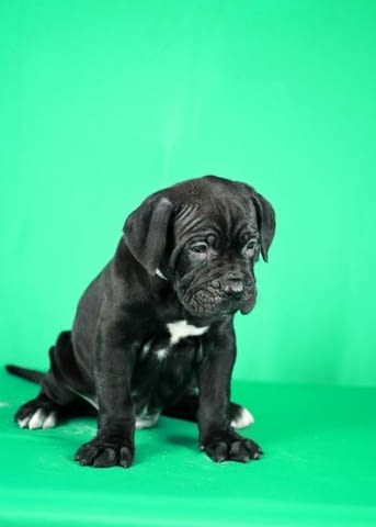 Кученца Cane Corso за продажба Канекорсо, Ваксинирано - Да, Обезпаразитено - Да - град Извън България | Кучета - снимка 7