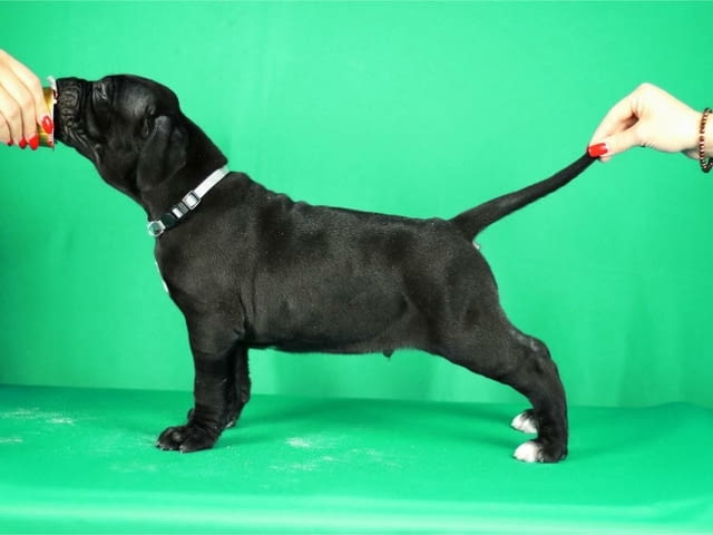 Кученца Cane Corso за продажба Канекорсо, Ваксинирано - Да, Обезпаразитено - Да - град Извън България | Кучета - снимка 8