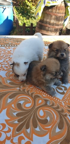 Малки и игриви кученца Померан Pomeranian, 1 Month, Vaccinated - Yes - city of Haskovo | Dogs - снимка 1