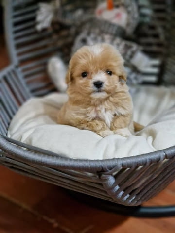 I am selling adorable maltipoo puppies Maltese Bolonese, 2 Months - city of Izvun Bulgaria | Dogs - снимка 1