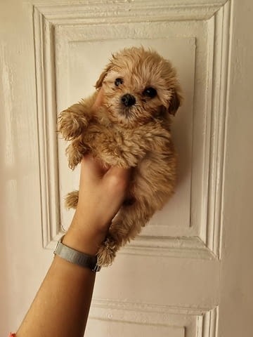 I am selling adorable maltipoo puppies Maltese Bolonese, 2 Months - city of Izvun Bulgaria | Dogs - снимка 2