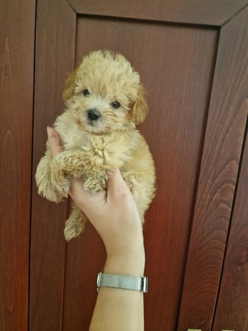 I am selling adorable maltipoo puppies Maltese Bolonese, 2 Months - city of Izvun Bulgaria | Dogs - снимка 3