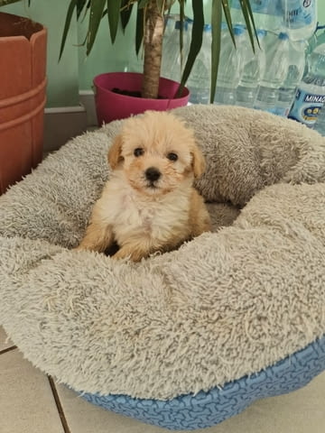 I am selling adorable maltipoo puppies Maltese Bolonese, 2 Months - city of Izvun Bulgaria | Dogs - снимка 4