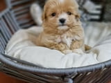 I am selling adorable maltipoo puppies