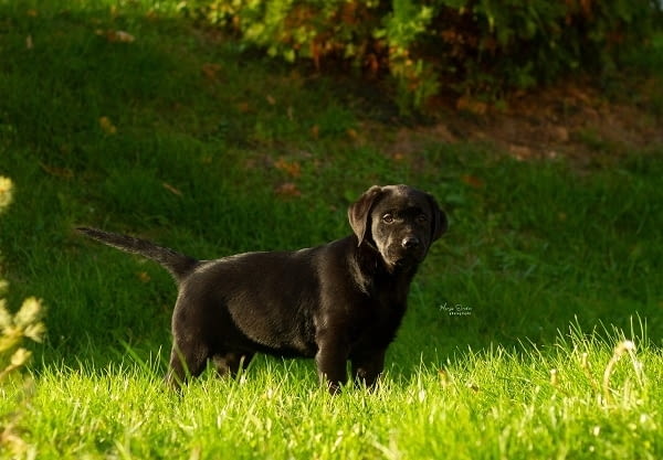 Кученца лабрадор ретривър топ Labrador Retriever, 3 Months, Vaccinated - Yes - city of Izvun Bulgaria | Dogs - снимка 1