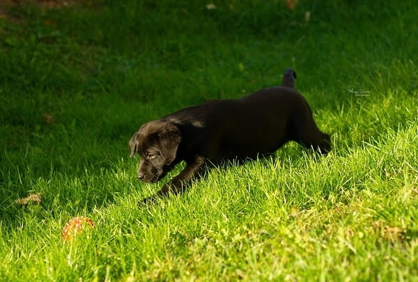 Кученца лабрадор ретривър топ Labrador Retriever, 3 Months, Vaccinated - Yes - city of Izvun Bulgaria | Dogs - снимка 2