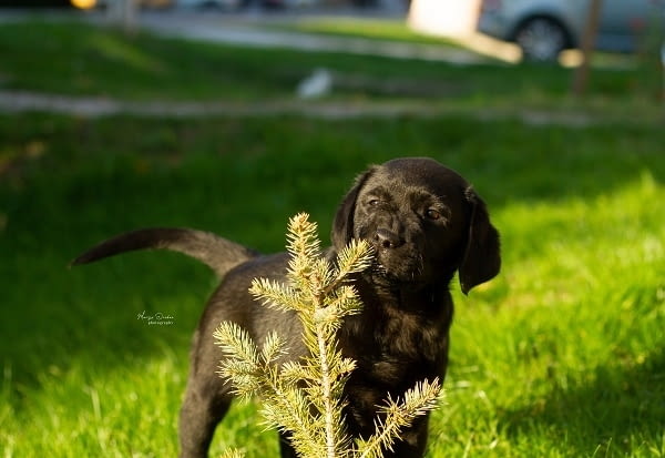 Кученца лабрадор ретривър топ Labrador Retriever, 3 Months, Vaccinated - Yes - city of Izvun Bulgaria | Dogs - снимка 3