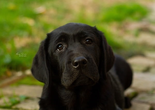 Кученца лабрадор ретривър топ Labrador Retriever, 3 Months, Vaccinated - Yes - city of Izvun Bulgaria | Dogs - снимка 4