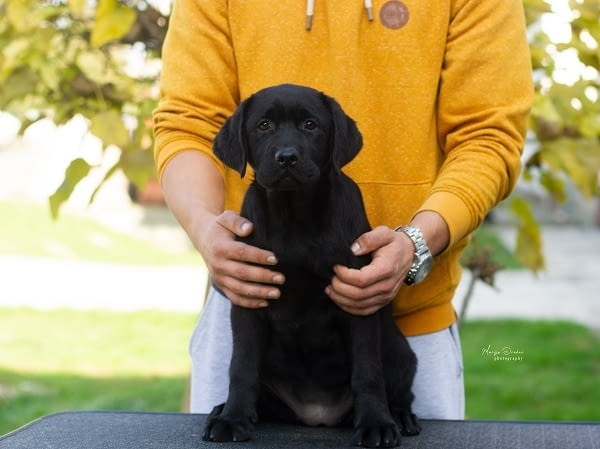 Кученца лабрадор ретривър топ Labrador Retriever, 3 Months, Vaccinated - Yes - city of Izvun Bulgaria | Dogs - снимка 5