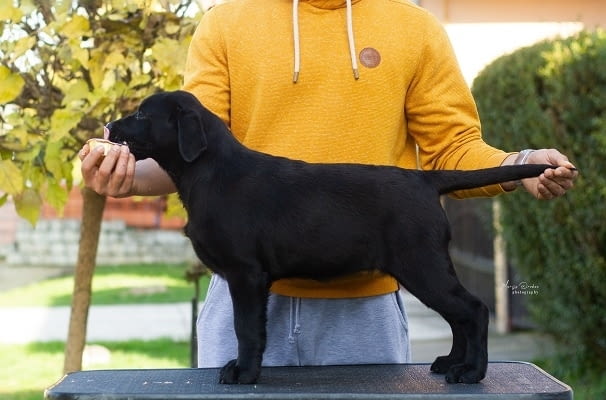 Кученца лабрадор ретривър топ Labrador Retriever, 3 Months, Vaccinated - Yes - city of Izvun Bulgaria | Dogs - снимка 6