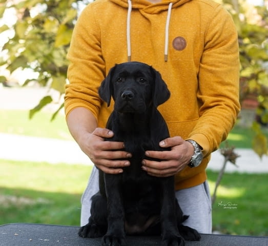 Кученца лабрадор ретривър топ Labrador Retriever, 3 Months, Vaccinated - Yes - city of Izvun Bulgaria | Dogs - снимка 7