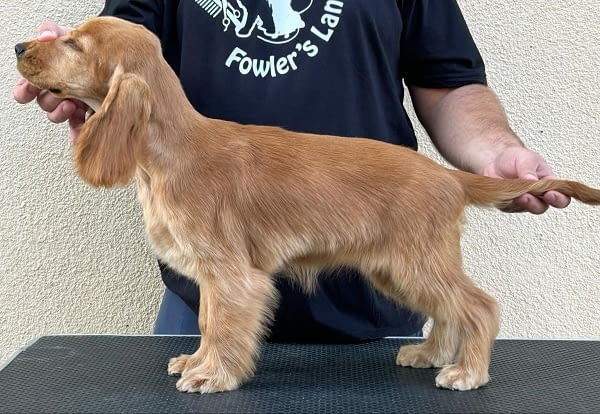 Английски кокер шпаньол женско кученце English Cocker Spaniel, 3 Months, Vaccinated - Yes - city of Izvun Bulgaria | Dogs - снимка 2