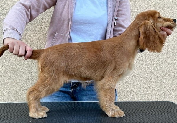 Английски кокер шпаньол женско кученце English Cocker Spaniel, 3 Months, Vaccinated - Yes - city of Izvun Bulgaria | Dogs - снимка 4