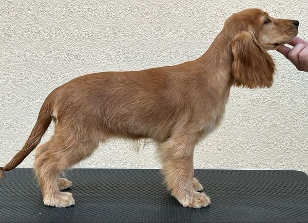 Английски кокер шпаньол женско кученце English Cocker Spaniel, 3 Months, Vaccinated - Yes - city of Izvun Bulgaria | Dogs - снимка 5