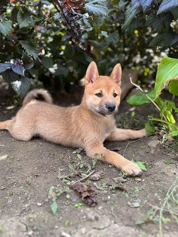 Шиба ину кученца Shitsu, 3 Months, Vaccinated - Yes - city of Izvun Bulgaria | Dogs - снимка 3