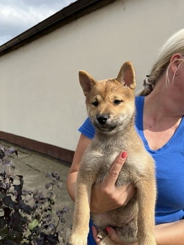 Шиба ину кученца Shitsu, 3 Months, Vaccinated - Yes - city of Izvun Bulgaria | Dogs - снимка 4