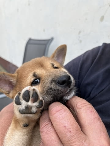 Шиба ину кученца Shitsu, 3 Months, Vaccinated - Yes - city of Izvun Bulgaria | Dogs - снимка 6