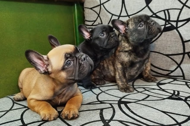 Кученца френски булдог на два месеца French Bulldog, 2 Months - city of Izvun Bulgaria | Dogs - снимка 1