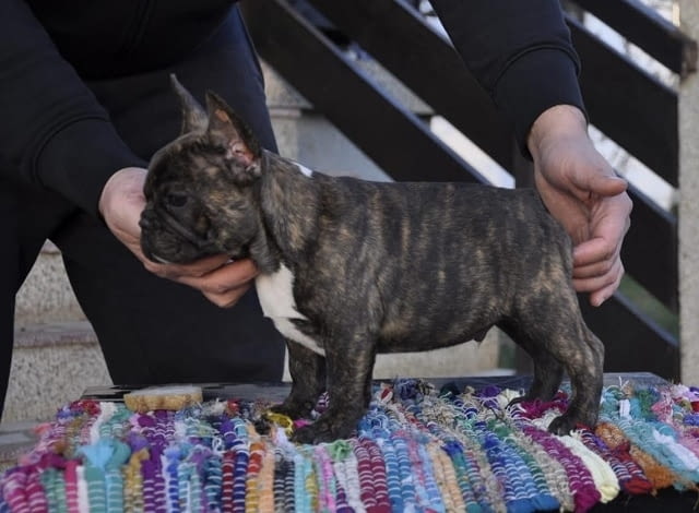 Кученца френски булдог на два месеца French Bulldog, 2 Months - city of Izvun Bulgaria | Dogs - снимка 2