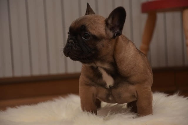 Кученца френски булдог на два месеца French Bulldog, 2 Months - city of Izvun Bulgaria | Dogs - снимка 4