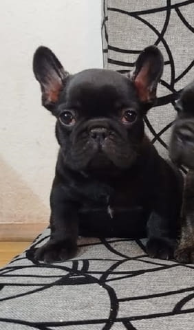 Кученца френски булдог на два месеца French Bulldog, 2 Months - city of Izvun Bulgaria | Dogs - снимка 5