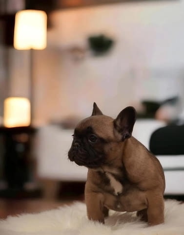 Кученца френски булдог на два месеца French Bulldog, 2 Months - city of Izvun Bulgaria | Dogs - снимка 6