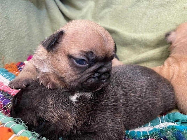 Кученца френски булдог на два месеца French Bulldog, 2 Months - city of Izvun Bulgaria | Dogs - снимка 7