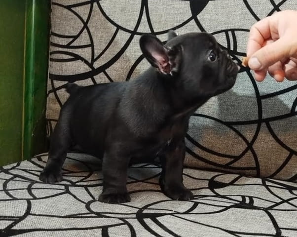 Кученца френски булдог на два месеца French Bulldog, 2 Months - city of Izvun Bulgaria | Dogs - снимка 8