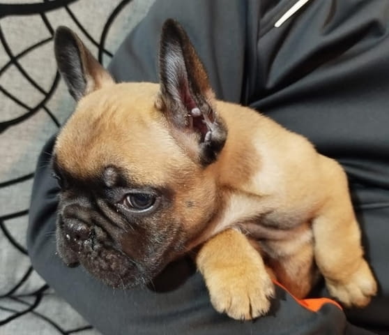 Кученца френски булдог на два месеца French Bulldog, 2 Months - city of Izvun Bulgaria | Dogs - снимка 9