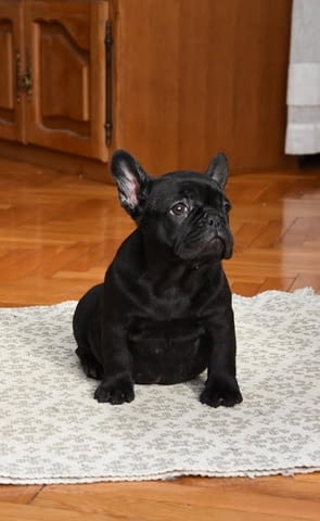 Кученца френски булдог на два месеца French Bulldog, 2 Months - city of Izvun Bulgaria | Dogs - снимка 10