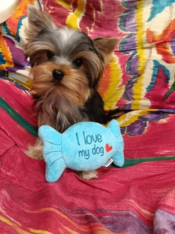 Уникални Мини Йоркширски Териери Yorkshire Terrier, 2 Months, Vaccinated - Yes - city of Sofia | Dogs - снимка 1