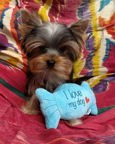 Уникални Мини Йоркширски Териери Yorkshire Terrier, 2 Months, Vaccinated - Yes - city of Sofia | Dogs - снимка 2