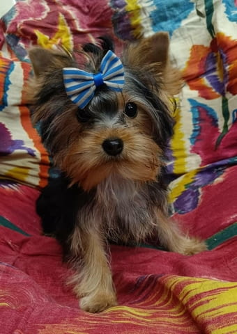 Сладки Мини Йоркширски Териери Yorkshire Terrier, Vaccinated - Yes, Dewormed - Yes - city of Sofia | Dogs - снимка 1